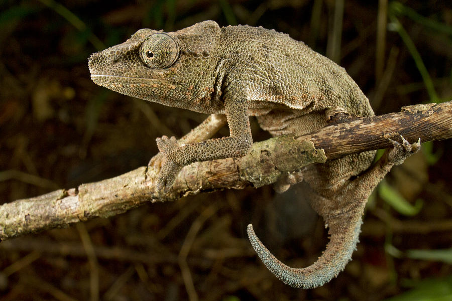Pygmy Mount Gorongosa Chameleon Photograph by Piotr Naskrecki | Fine