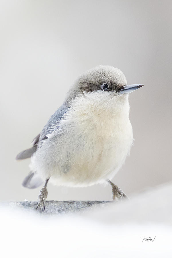 Pygmy Nuthatch Photograph by Fred J Lord
