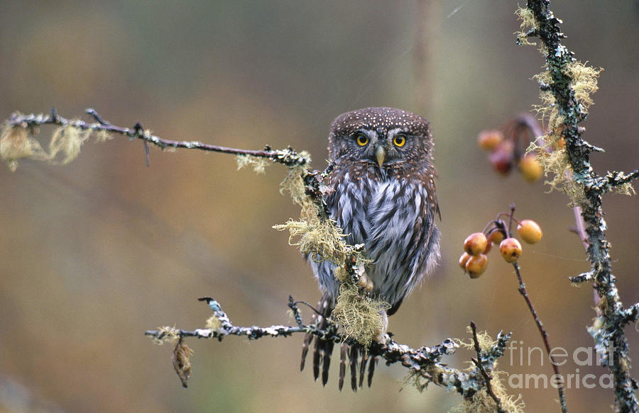 Pygmy Owl Photograph by Art Wolfe