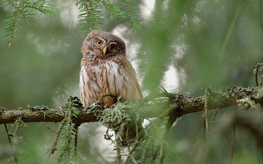 Owl Photograph - Pygmy Owl by Assaf Gavra