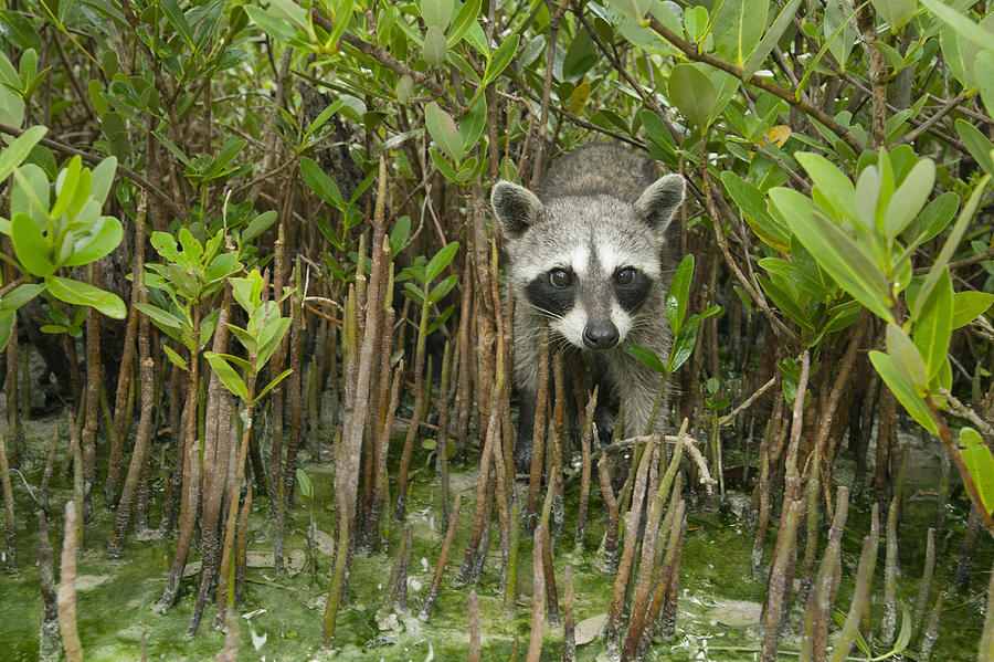 Pygmy Raccoon Amid Mangroves Cozumel Photograph by Kevin Schafer