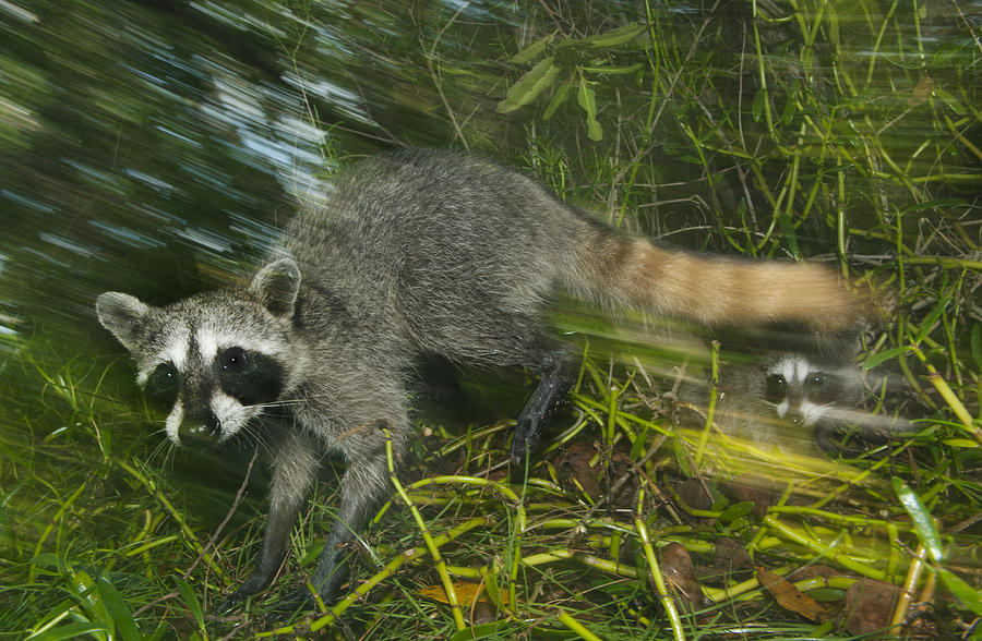 Pygmy Raccoon And Young Cozumel Isl Photograph by Kevin Schafer
