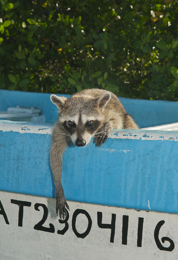 Pygmy Raccoon In Boat Cozumel Isl Mexico Photograph by Kevin Schafer