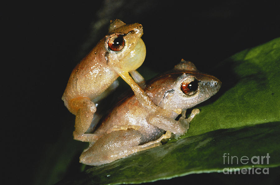 Frog Photograph - Pygmy Rain Frogs by Gregory G. Dimijian, M.D.