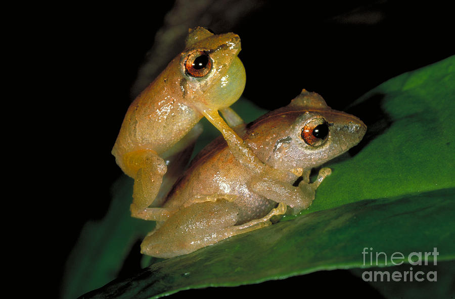 Pygmy Rain Frogs Mating Photograph by Gregory G. Dimijian