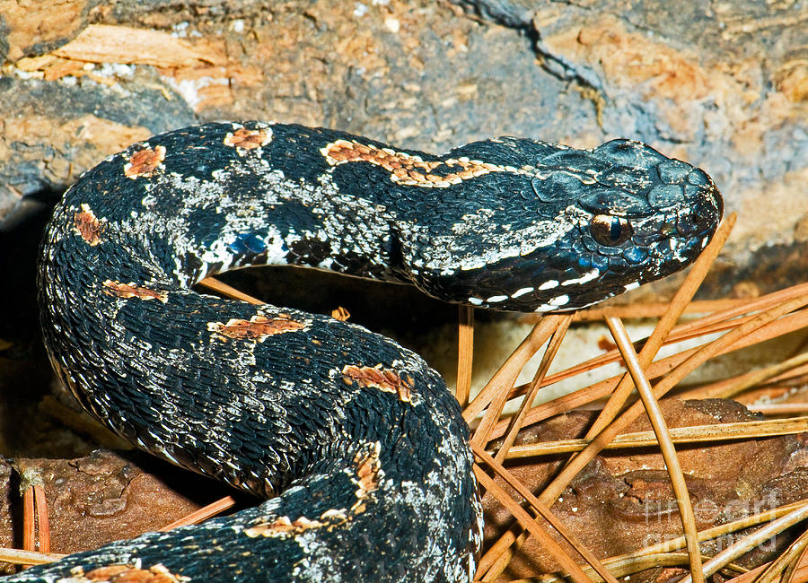 Pygmy Rattlesnake Photograph by Millard H. Sharp