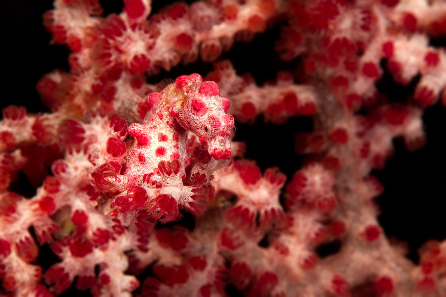 Pygmy sea horse on soft coral. Photograph by Stephen Frink