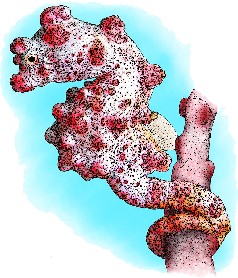 Pygmy Seahorse, Illustration Photograph by Roger Hall