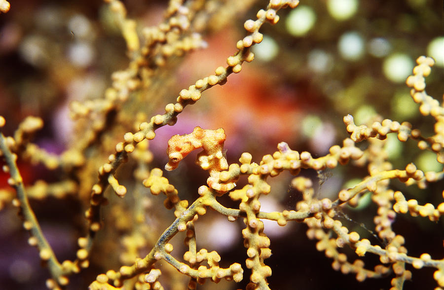 Pygmy Seahorse Photograph by Newman & Flowers