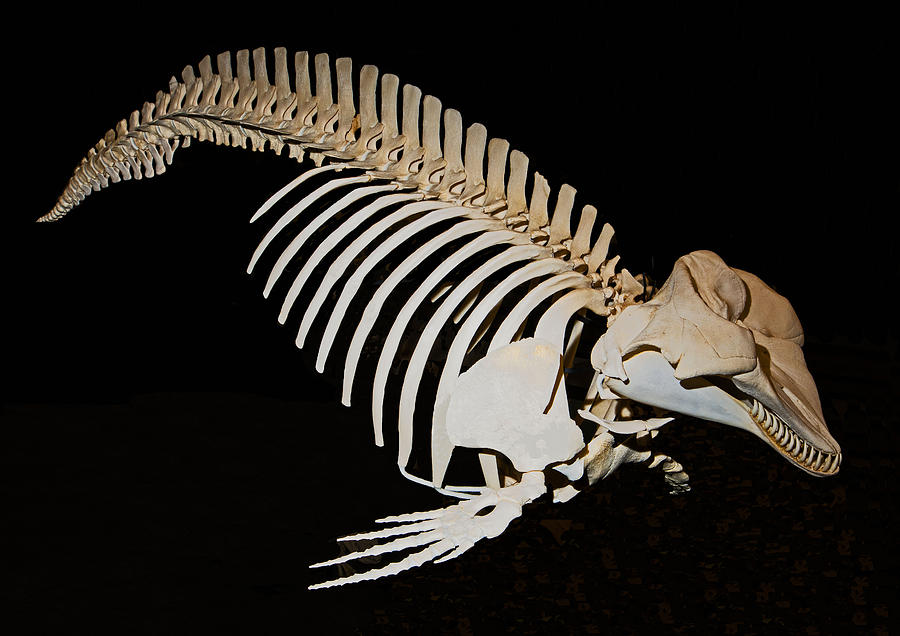 Pygmy Sperm Whale Skeleton Photograph by Millard H. Sharp
