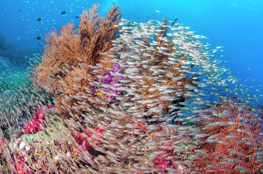 Pygmy Sweepers And Gorgonian Sea Fans Photograph by Georgette Douwma