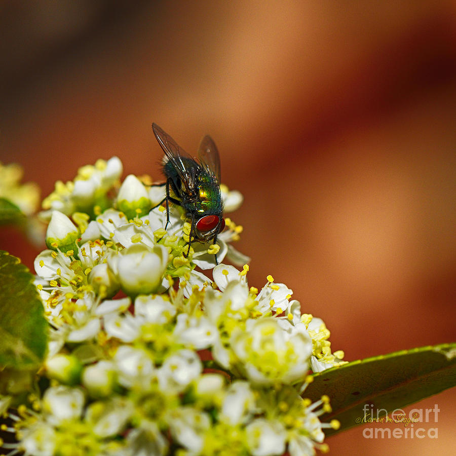 Pyracantha and Fly Photograph by Karen Slagle