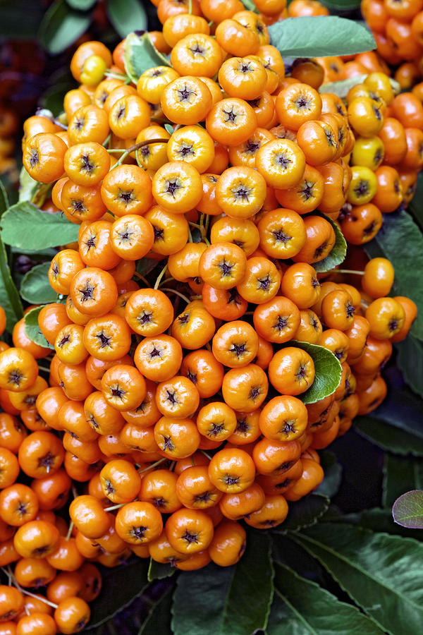 Pyracantha Berries Photograph by Geoff Kidd/science Photo Library - Pixels