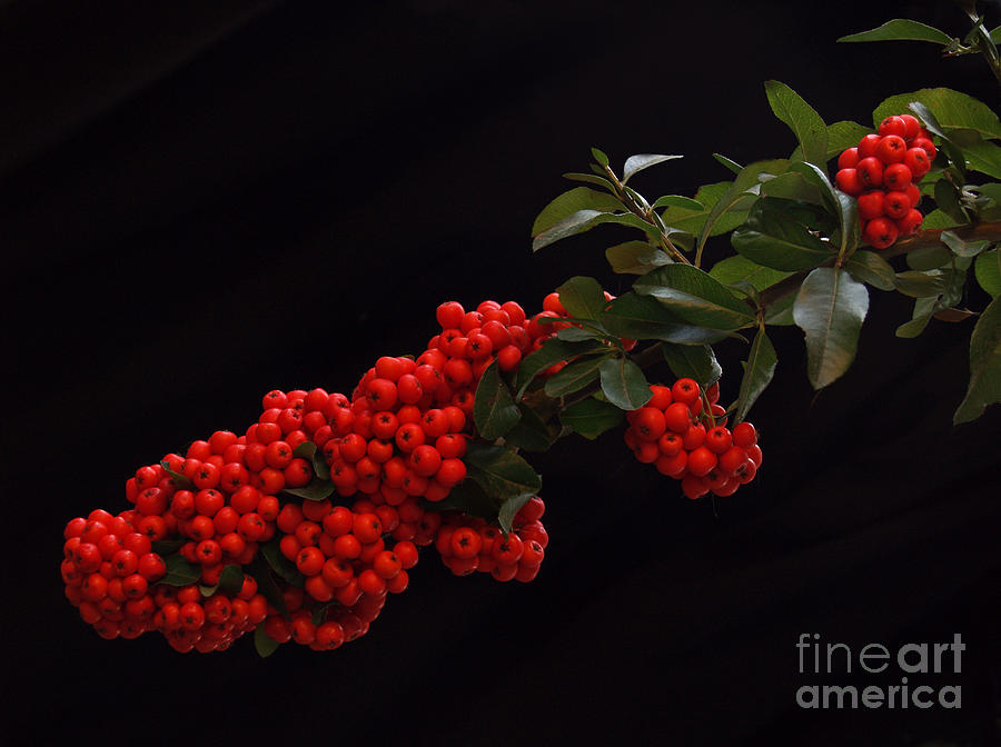 Pyracantha Berries on Black - Pennsylvania Photograph by Anna Lisa Yoder