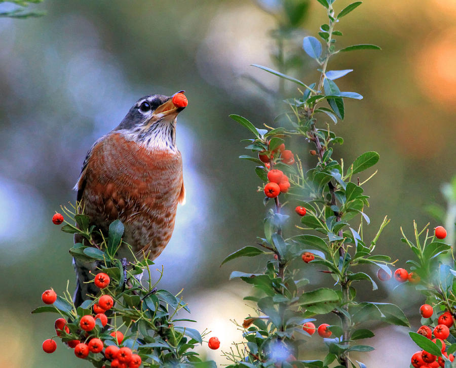 Robin Photograph - Pyracantha Dreams by Donna Kennedy