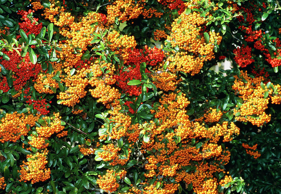 Pyracantha Hedge Photograph by Brian Gadsby/science Photo Library