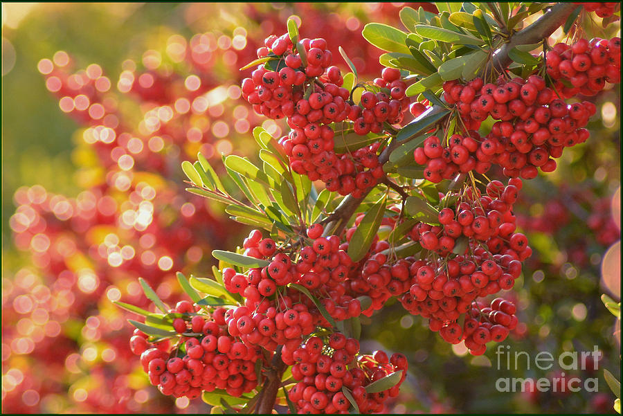 Fall Photograph - Pyrakantha Berries by Luv Photography