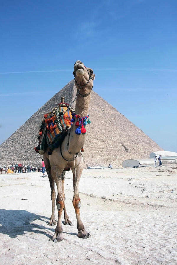 Camel Photograph - Pyramid and Camel by Al Blount