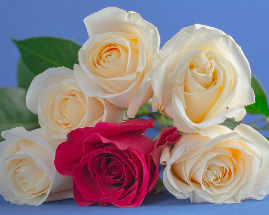 Flower Photograph - Pyramid of Roses by Diane Bell