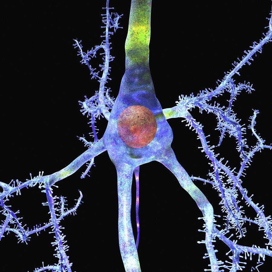 Pyramidal Cell In The Brain Photograph by Russell Kightley