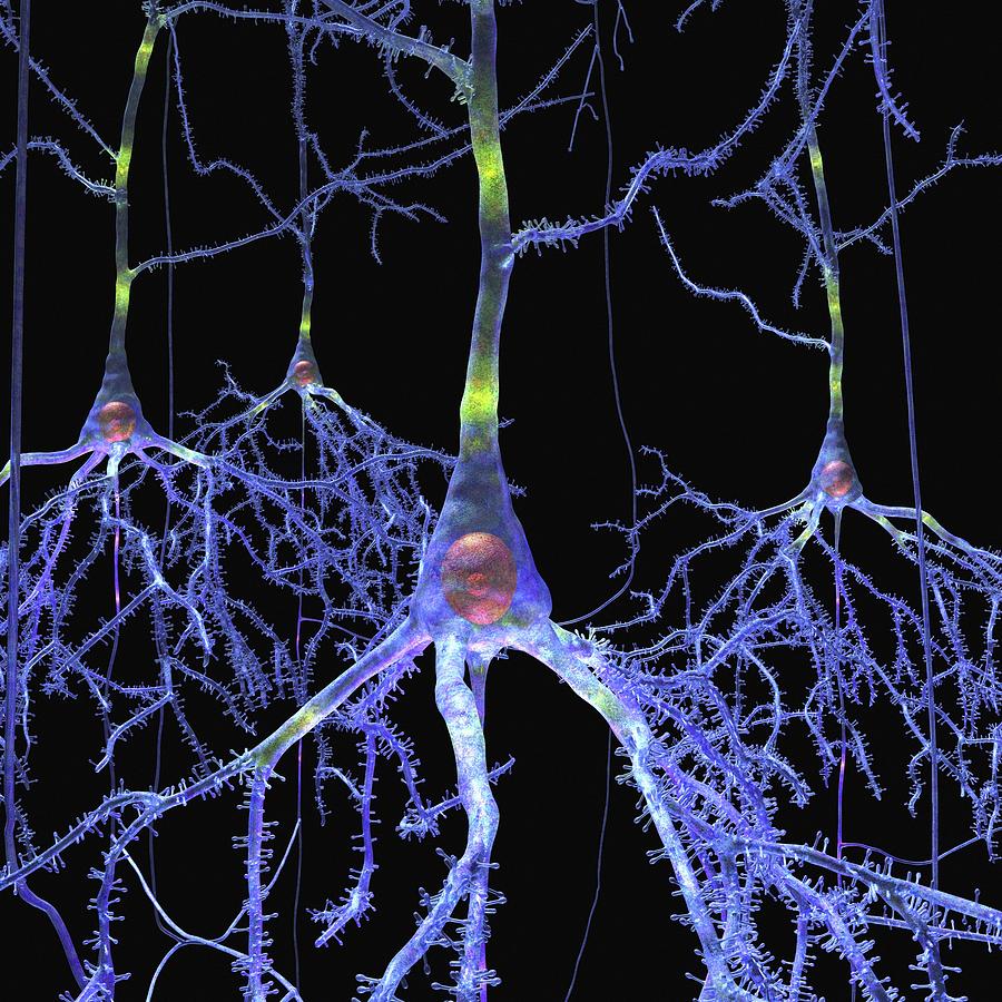 Pyramidal Cell Photograph - Pyramidal Cells In The Brain by Russell Kightley