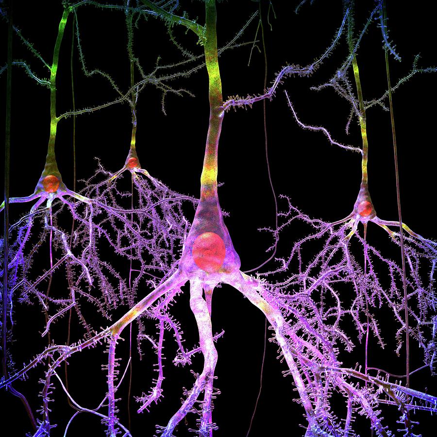 Pyramidal Nerve Cells Photograph by Russell Kightley