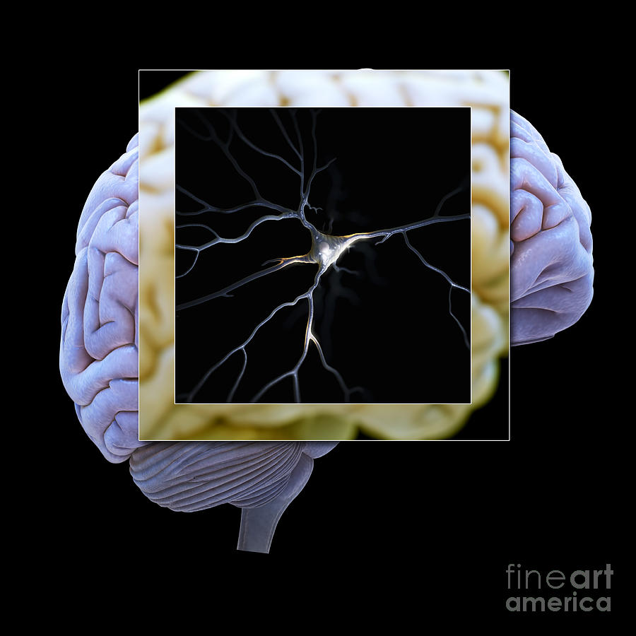 Pyramidal Neuron And Brain Photograph by Science Picture Co