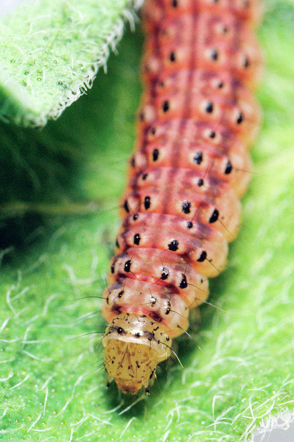 Nature Photograph - Pyrausta Moth Caterpillar by Uk Crown Copyright Courtesy Of Fera/science Photo Library