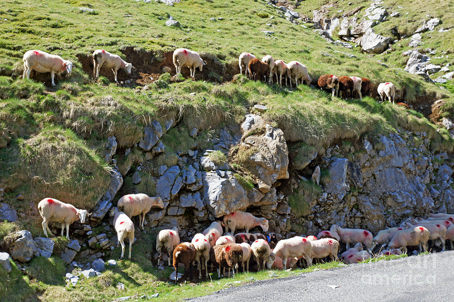 Pyrenean sheep Photograph by Rod Jones