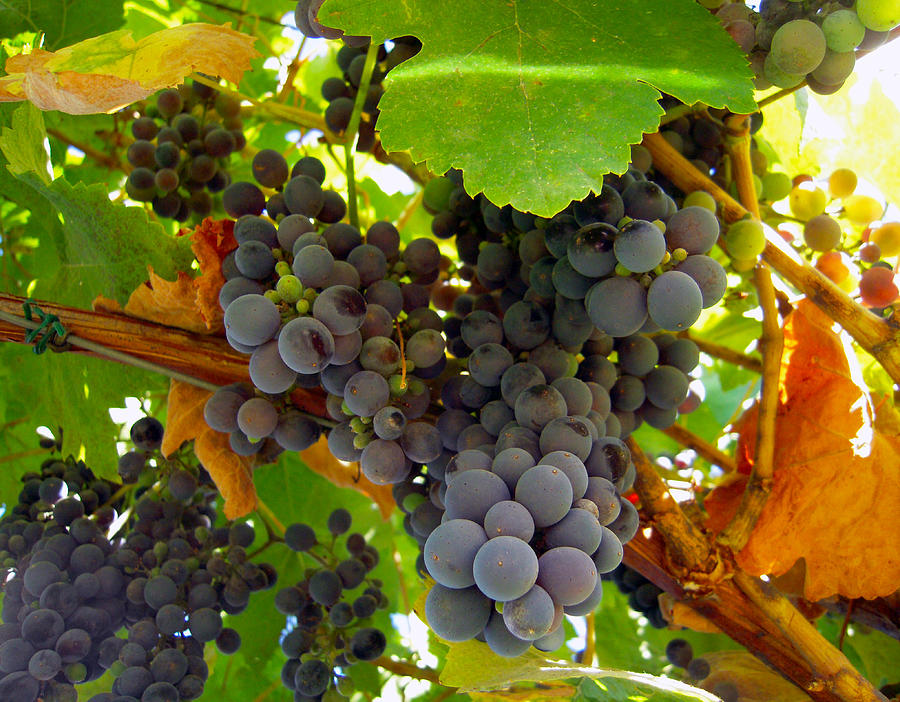 Pyrenees Winery Grapes Photograph by Michele Avanti