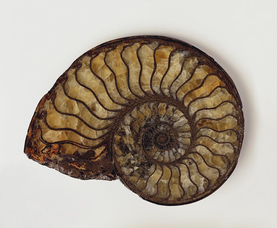 dinosaur ammonite