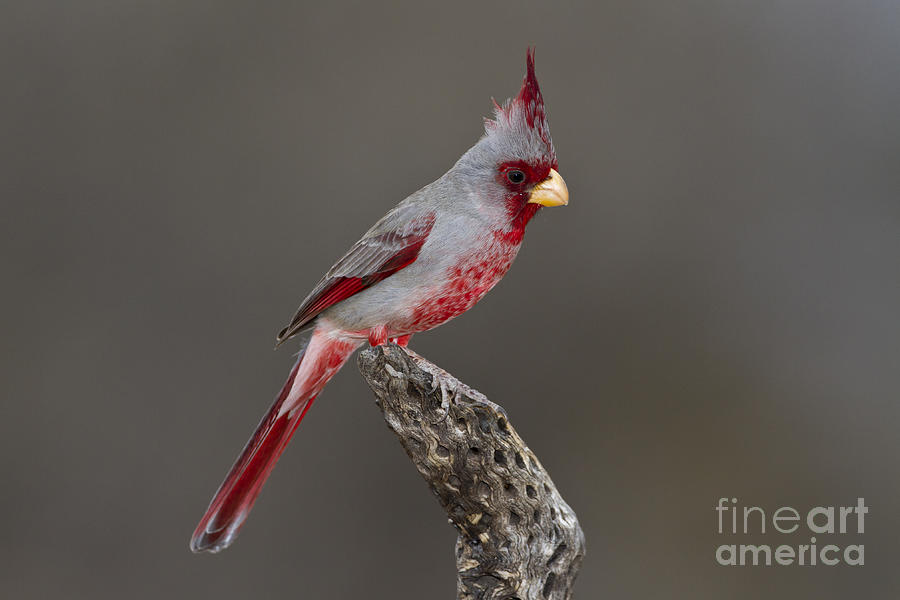 Cardinal Photograph - Pyrrhuloxia posing by Bryan Keil