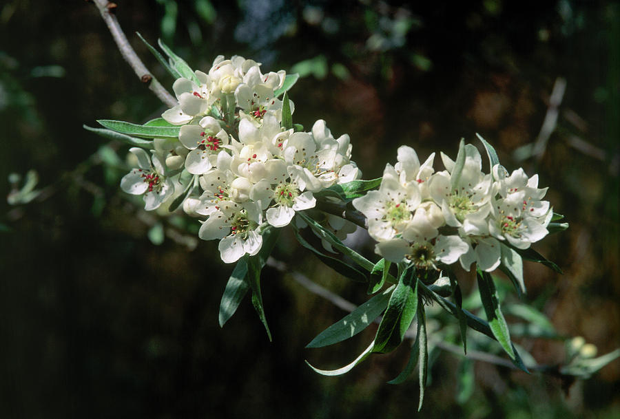 Plant Photograph - Pyrus Salicifolia Pendula by Adrian Thomas/science Photo Library Plant Photograph - Pyrus Salicifolia Pendula by Adrian Thomas/science Photo Library