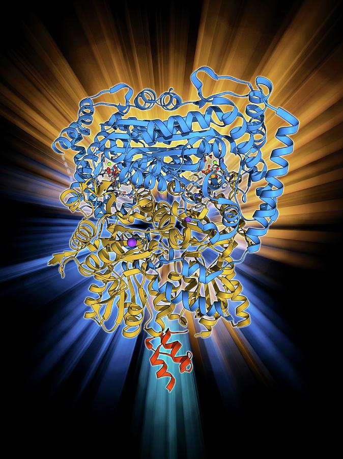 Alpha Helix Photograph - Pyruvate Dehydrogenase Enzyme Molecule by Laguna Design