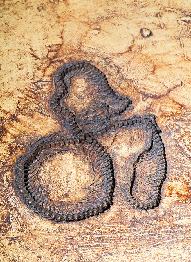 Python Fossil Photograph by Millard H. Sharp - Pixels