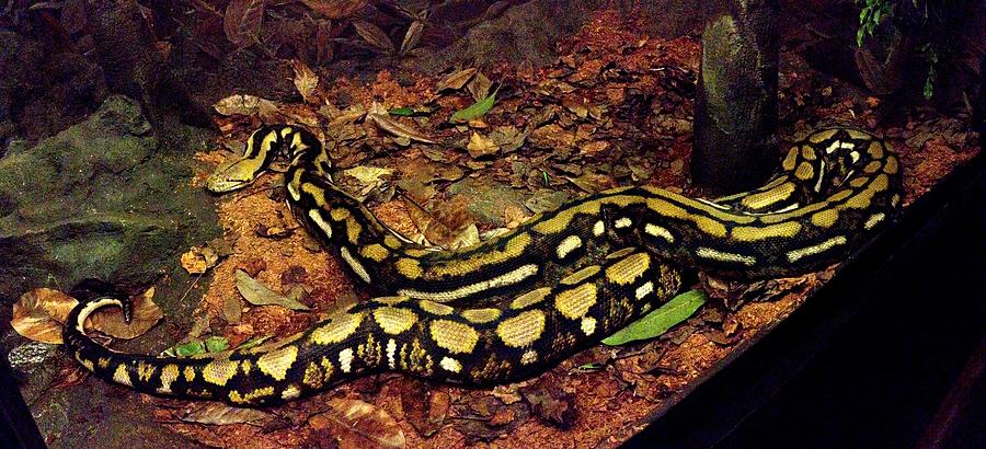Python Molurus Molurus Photograph by Gary Smith