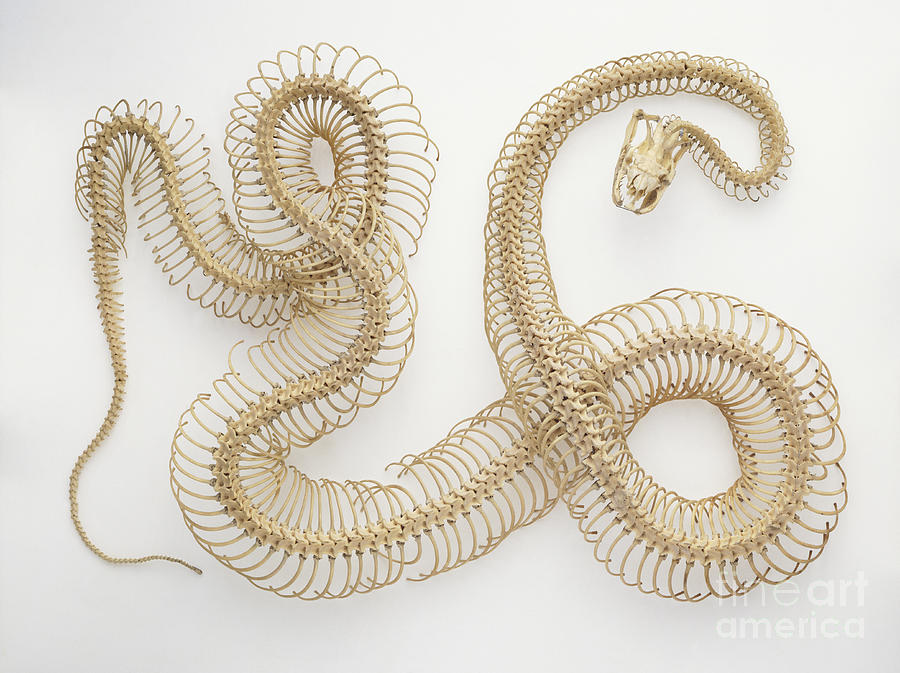 Python Skeleton Photograph by Colin Keates / Dorling Kindersley / Natural History Museum, London