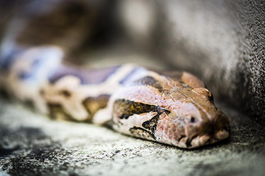 Python snake is just a the sneaking serpent Photograph by Twilight View ...