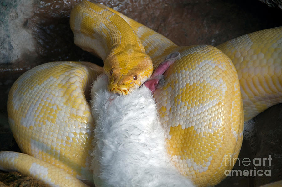 Python With Prey Photograph by Mark Newman