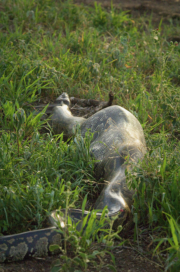 Python With Reedbuck Inside Digesting Photograph by Animal Images ...