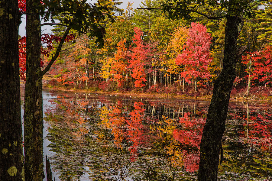 Geese Photograph - Quabbin reservoir fall foliage by Jeff Folger