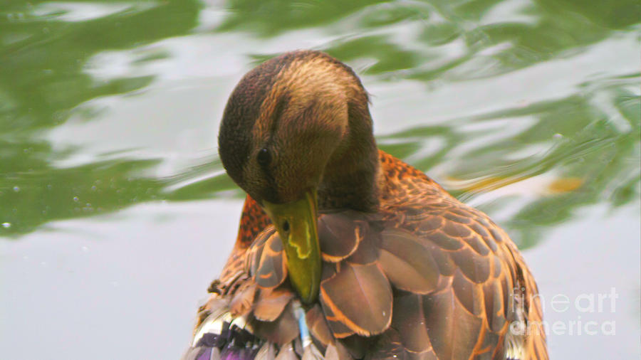 Mallard Duck In Central Park Photograph