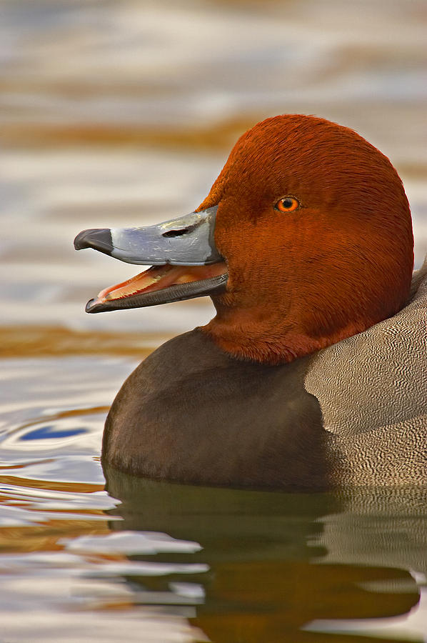 Quack Photograph by Jack Milchanowski