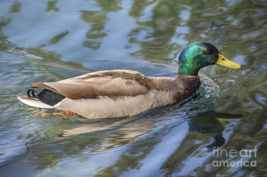 Quack Quack Quack Photograph