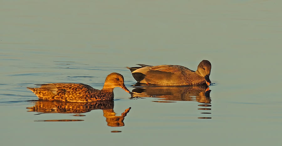 Quack Photograph by Robert Mitchell