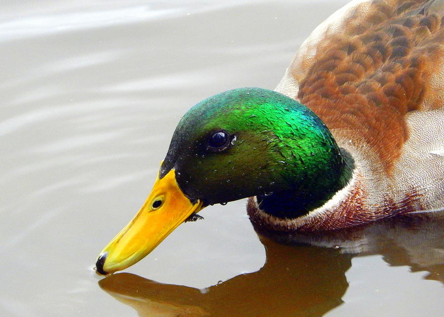 Duck Photograph - Quacker Jack by Karen Cook