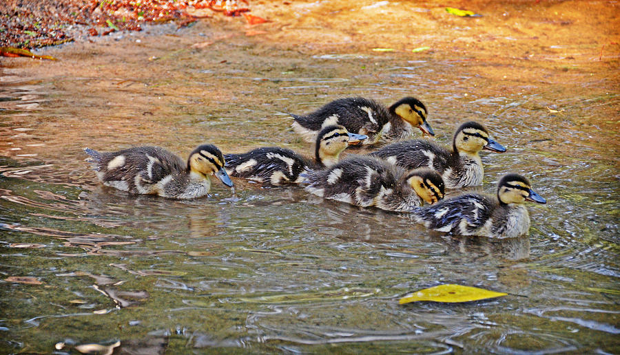 Quackers Photograph by Linda Brown
