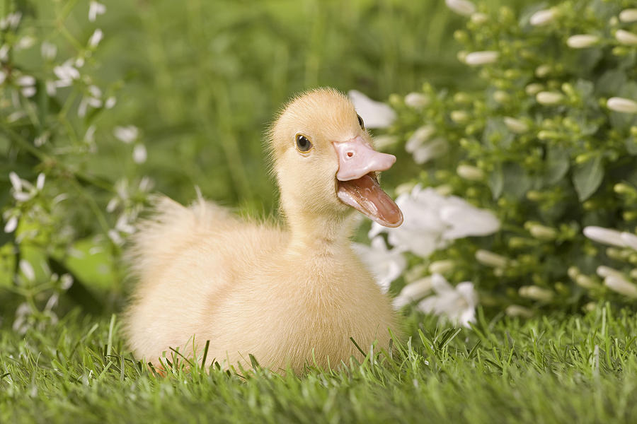 Quacking Duckling Photograph by Jean-Michel Labat