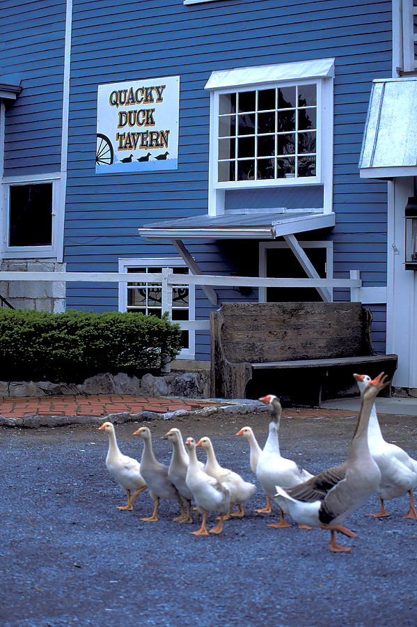 Quacky Duck Tavern Photograph
