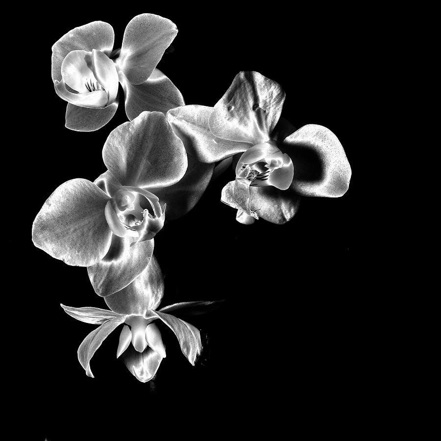 Quad Orchids  Photograph by Ron White